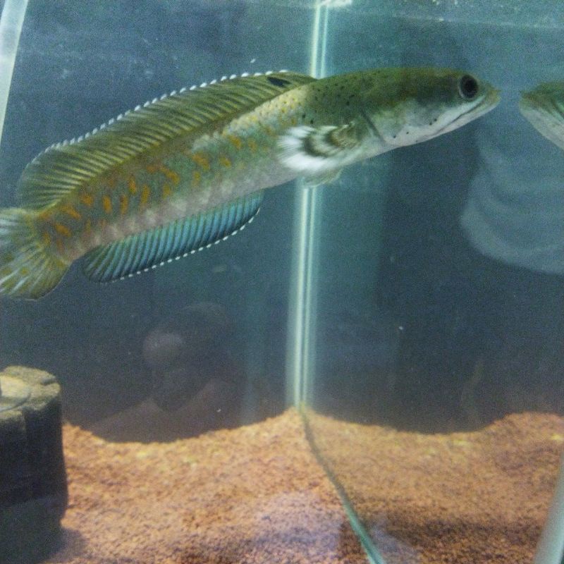 blue pulchra size 16 cm