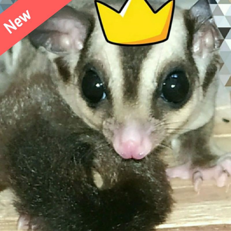 sugar glider jantan Classic Grey
