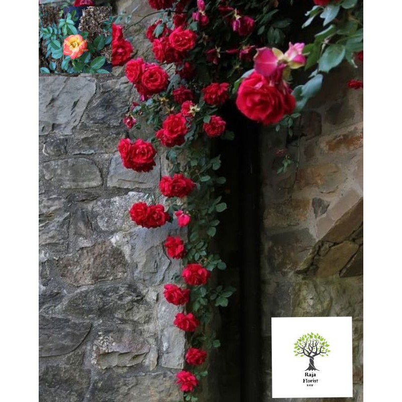 CLImbing Rose /Mawar Rambat