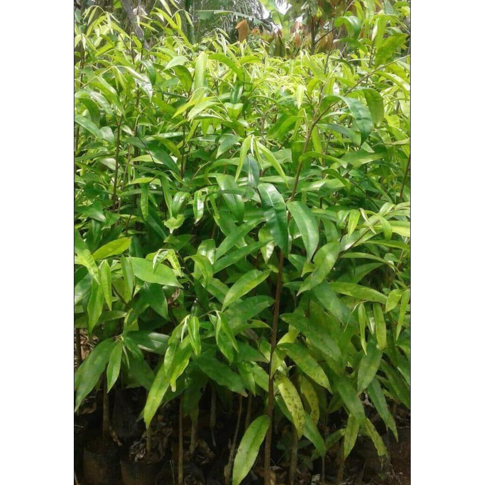Sedia 4 Bibit Tanaman Pohon Gaharu Super Unggul - Benih / Biji / Bibit l3gi