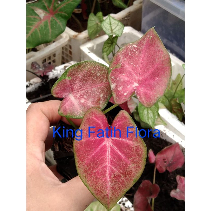 Size Anakan Caladium H41/Sri Lampon (Tanpa Pot)
