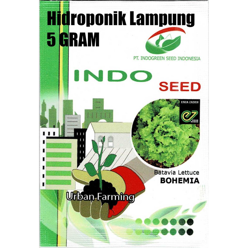 BENIH BIBIT SELADA LETTUCE BOHEMIA ENZA ZADEN INDO SEED 5 GR