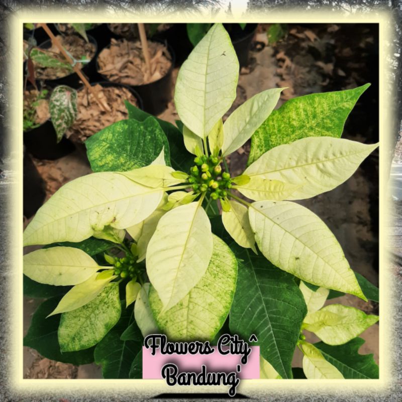 Tanaman hias kastuba putih