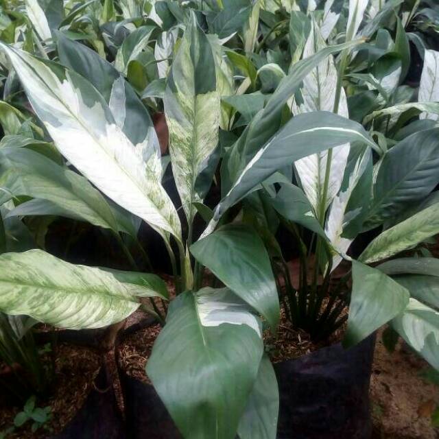 Peace lily variegata tanaman hias peace lily