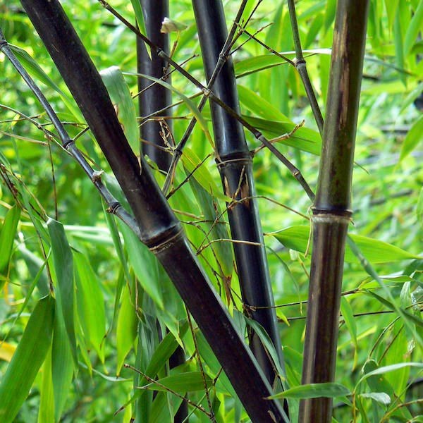 Isi 6 Butir Benih Bambu Hitam Impor / Black Bamboo China Seed Import