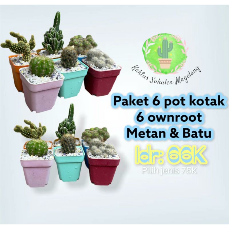 Paket 6pcs Ownroot + pot + media tanam + batu hias