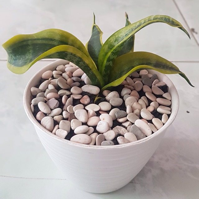 Sansevieria twister tsunami