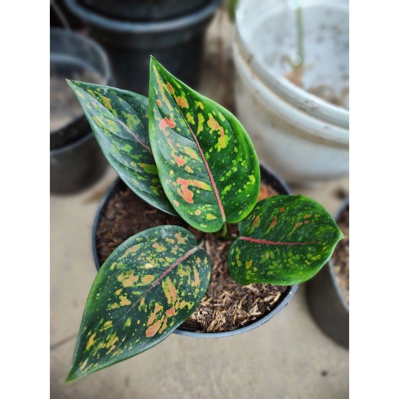 Bibit/anakan Aglonema Ruby compakta