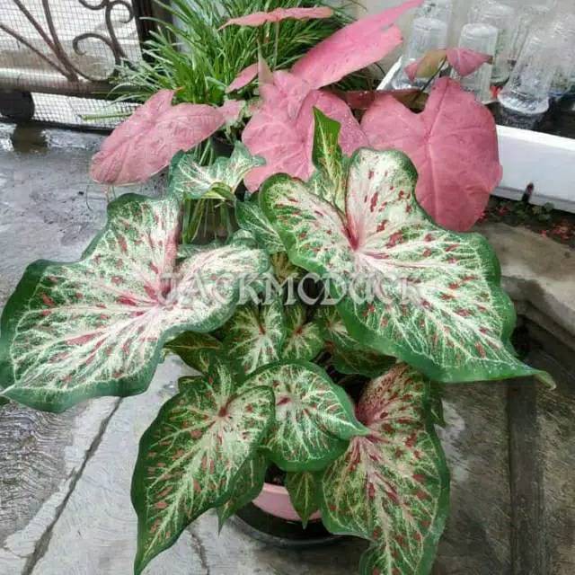 Tanman hias Caladium gingerland keladi hias florida series