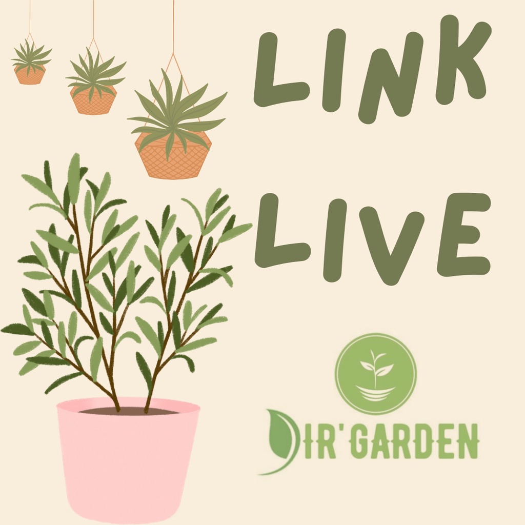 ALOCASIA DRAGON SILVER SERAWAK (ANAKAN)