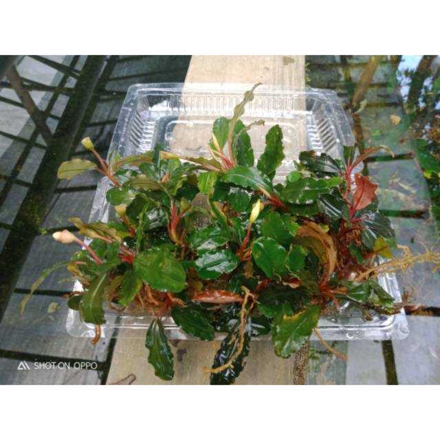 bucephalandra medium SP -Tanaman AQuascape