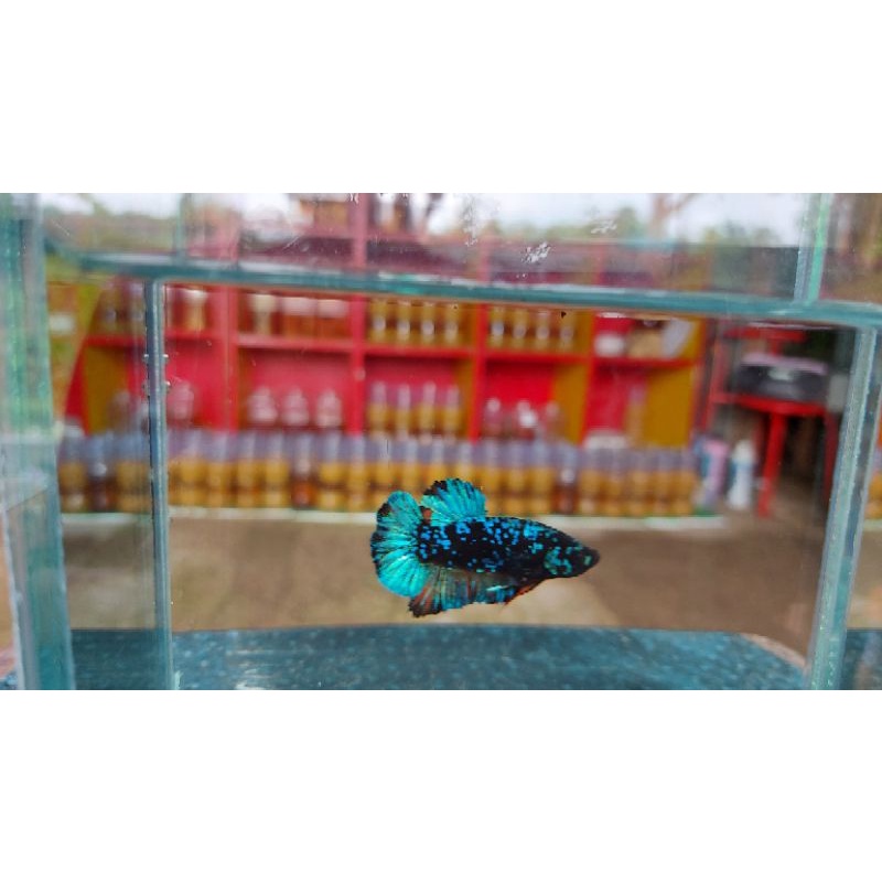 Cupang Avatar Kalimaya ( 1 Pair/ 1 Pasang)