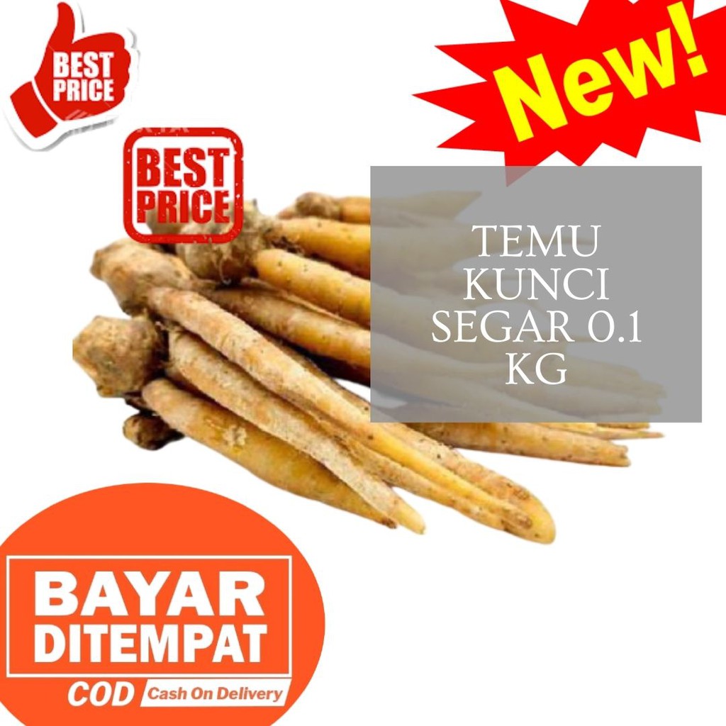 

temukunci segar temu kunci segar