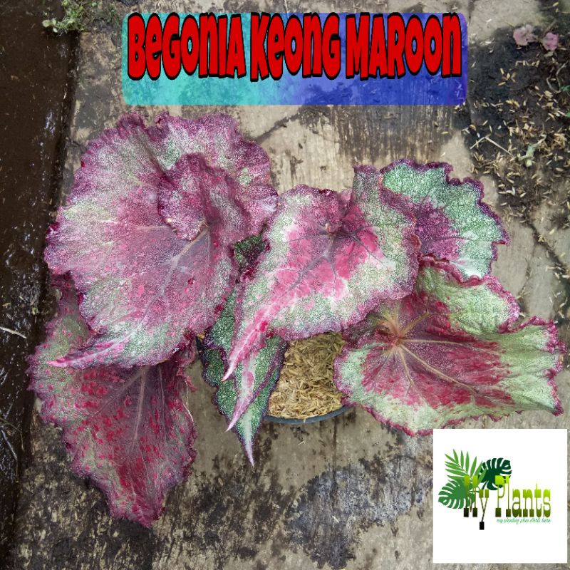 Tanaman Hias Bunga Begonia Rex Keong Maroon Keong Maron Keong Api