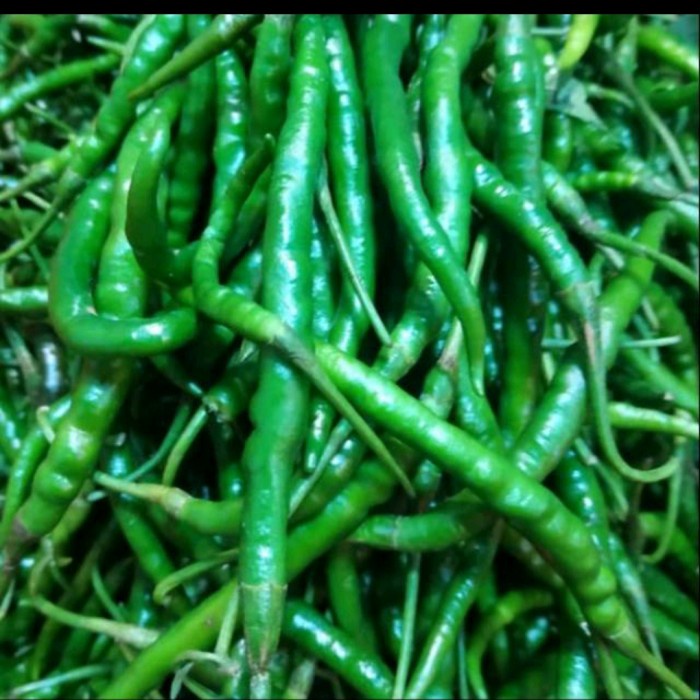 

CABE HIJAU KRITING - 500gr