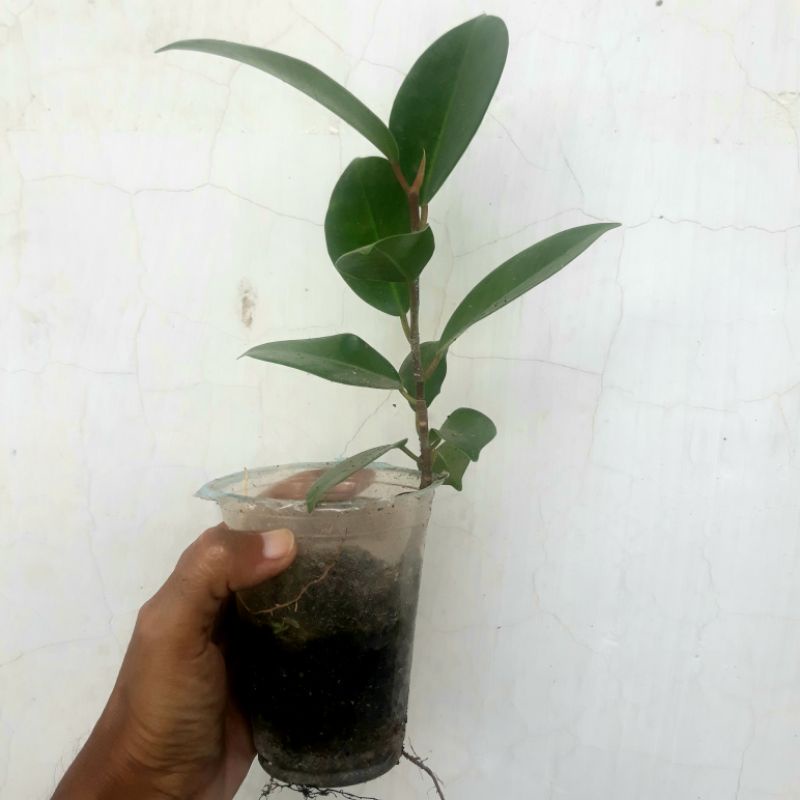 Beringin Iprik_semai biji