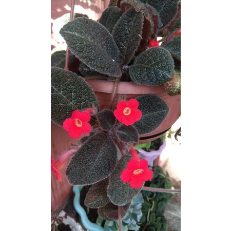 episcia no id