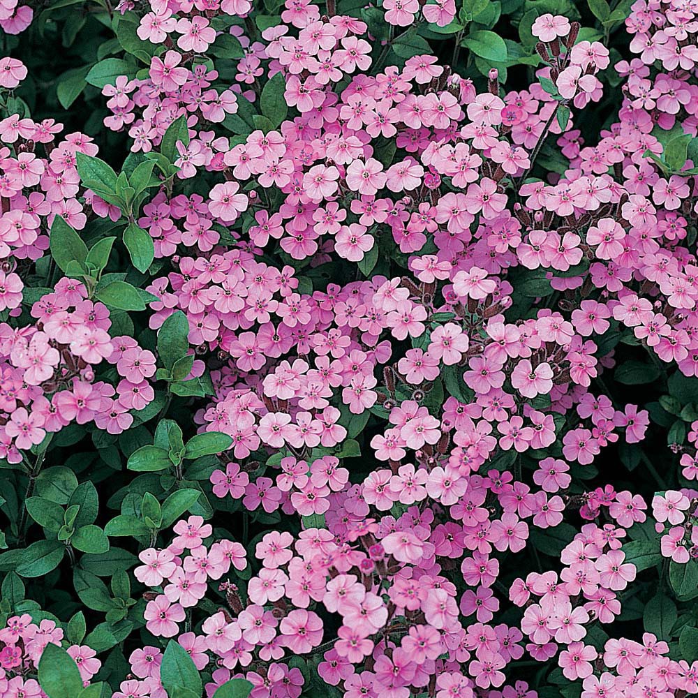 PlantaSeed - 50 Seeds - Saponaria Rock Soapwort Biji Bunga - PAS0232