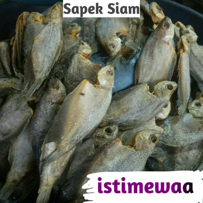 

Sapek Siam Istimewaa