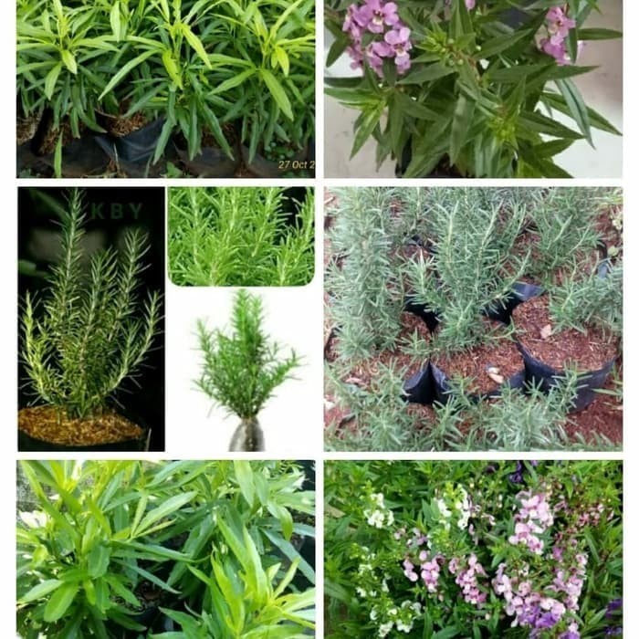 paket 3 tanaman pengusir nyamuk - Rosemary - lavender - zodiak /BUNGA HIDUP TANAMAN HIAS HIDUP/BUNGA
