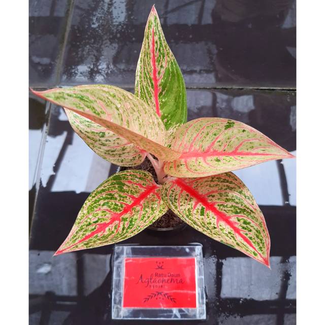 Tanaman Hias Aglaonema/Aglonema BIBIT LEGACY MERAH DAUN 3-4