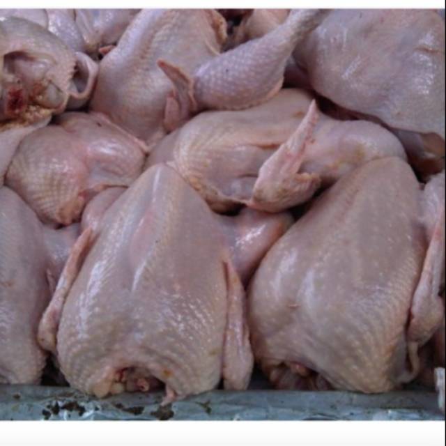 

Ayam segar murah