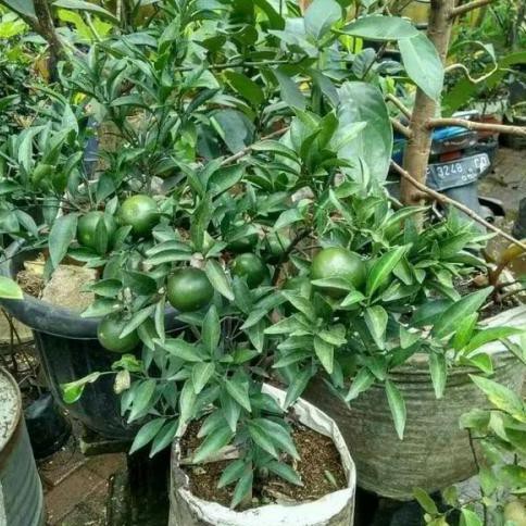 MURAH Bibit Tanaman buah Jeruk Santang Madu sudah berbuah TERBAIK