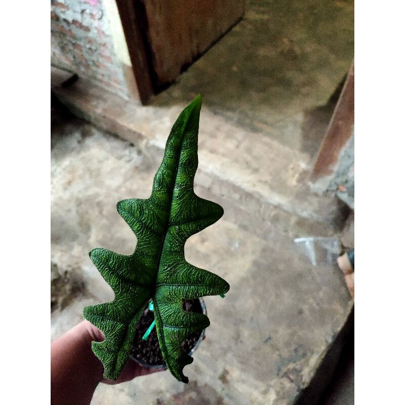 alocasia Jacklyn SP Sulawesi rawatan dewasa