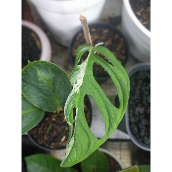 Monstera Andansonii varigata / janda bolong varigata putih