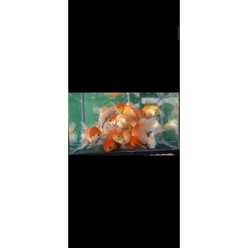 

ikan koki Oranda