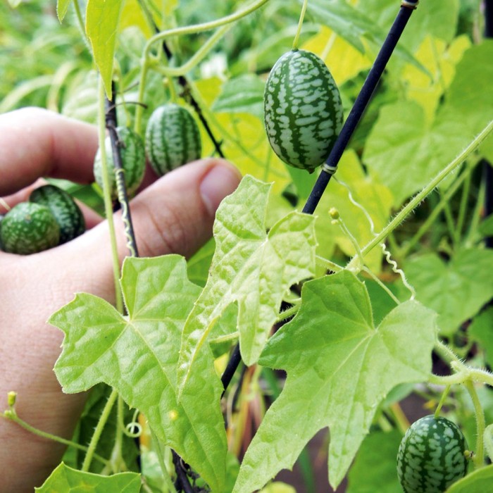 Benih-Bibit Cucamelon Mexican Gherkin (Haira Seed)