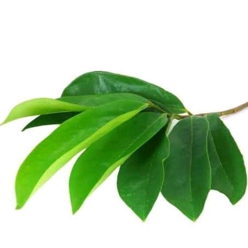 

DAUN SIRSAK SEGAR 100gram