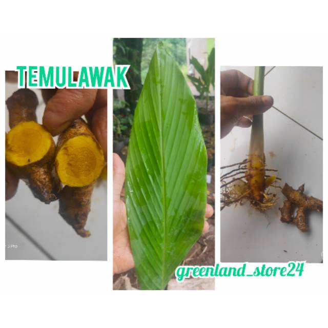 Jual Tanaman Herbal Temu Lawak Temu Lawak Tanaman Temulawak