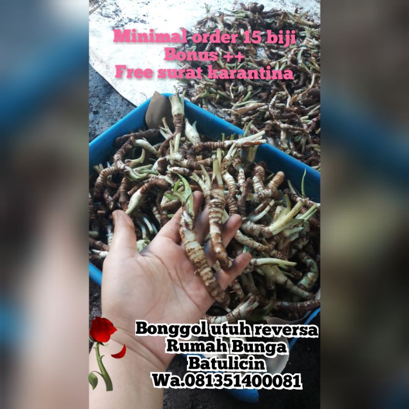 Bonggol Alocasia Reversa.wajib.baca Deskripsi Ya Kak.