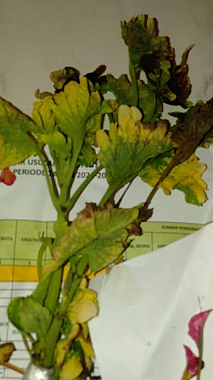 Miana Paketan (2 Warna/2jenis)