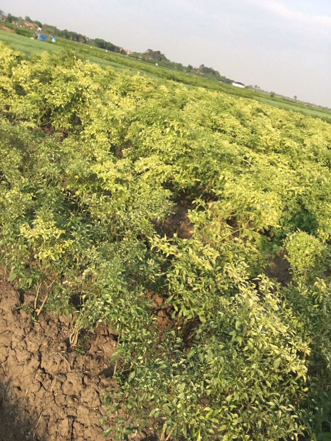 Wenbo Jerigen Lipat 5 L - Water Tank 5 Liter - Kantong Air Portable