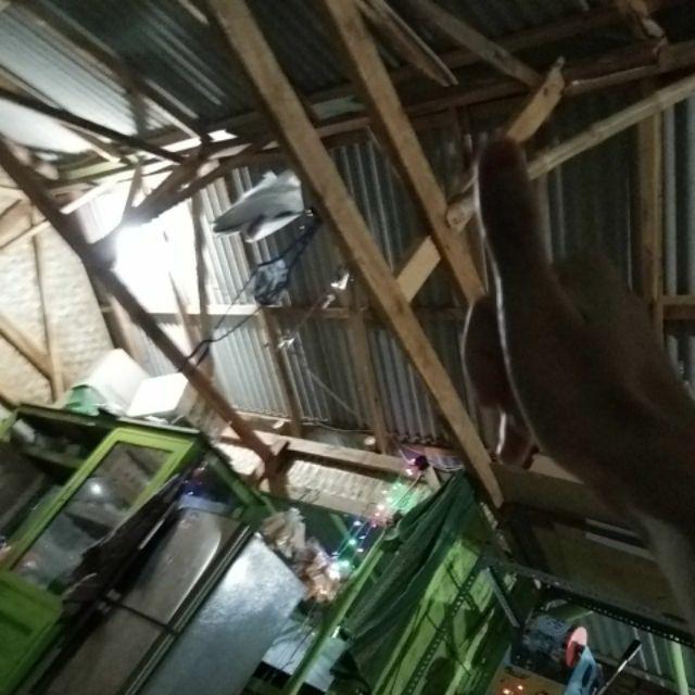 Maura Couple - Sania Ruffle Batik Couple Ori Ndoro Jowi Dnt Garansi Termurah Shopee -