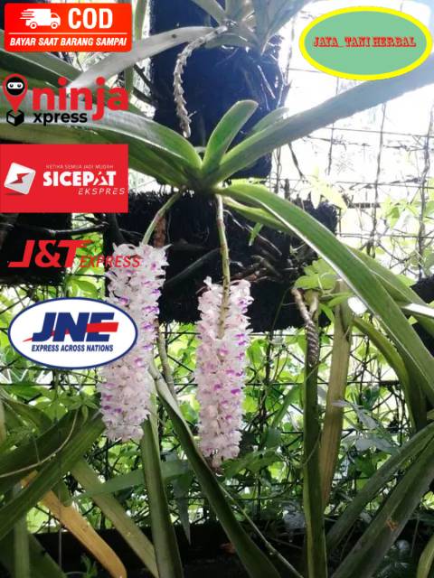 Anggrek ekor tupai dewasa siap berbunga