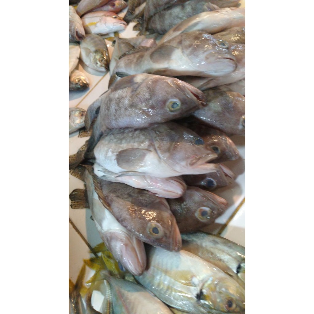 

ikan Kerapu Segar 1kg