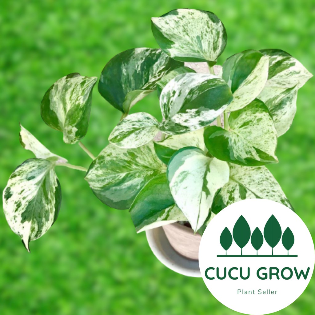 Tanaman Hias Sirih Gading Varigata Marble / Sri Gading Varigata Marble/ Epipremnum Pinnatum