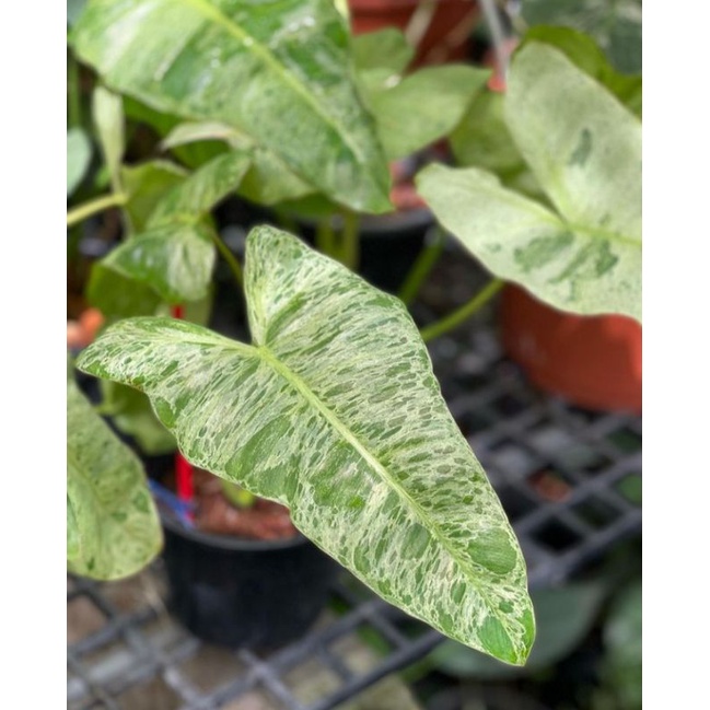 philodendron Paraiso Verde #ferde #philodendron