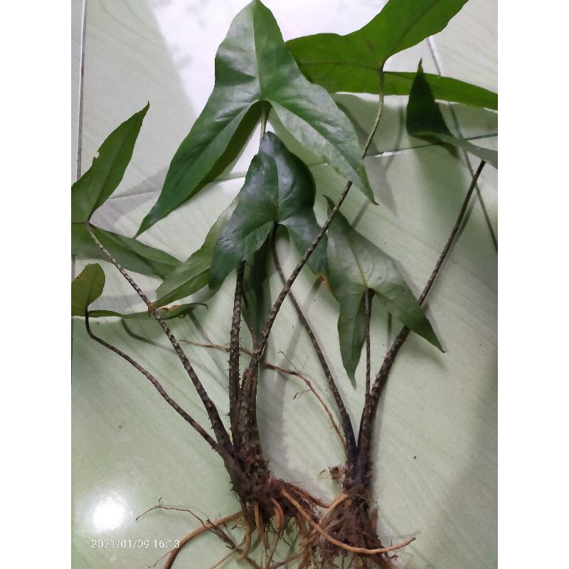 Alocasia zebrina zebra batang berduri ( bonggol ) unik dan langka