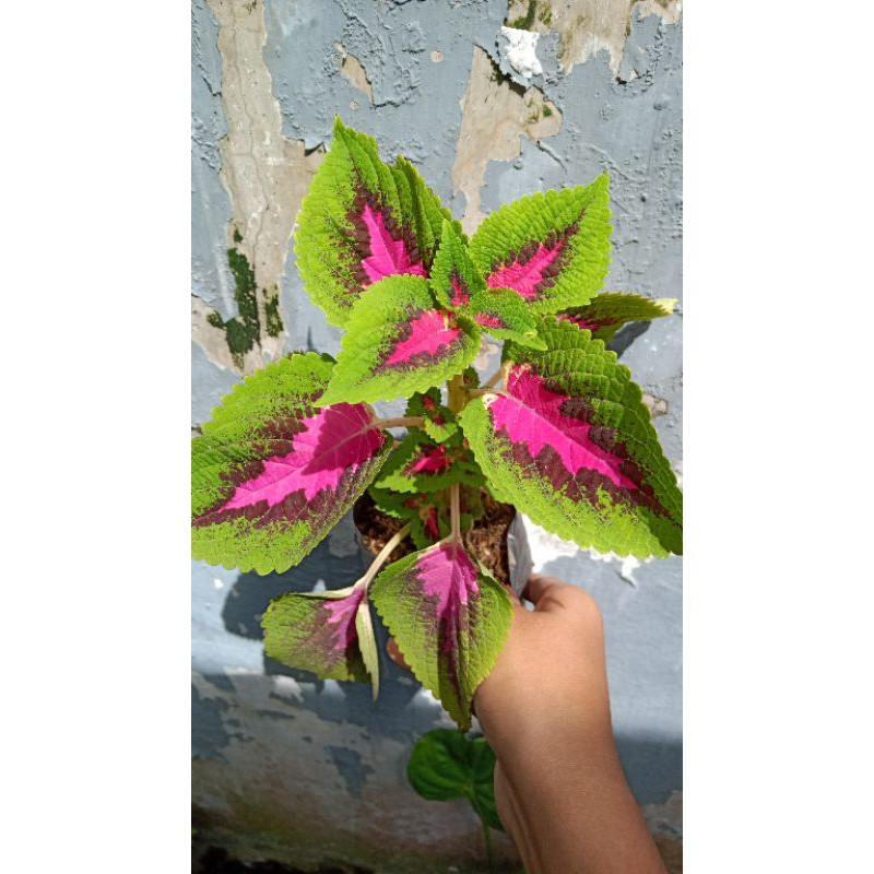 Miana Premium Pink Rose