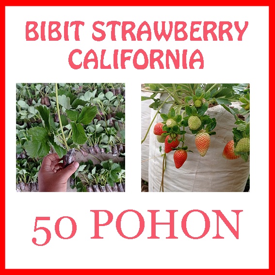 50 Pohon Bibit Strawberry California