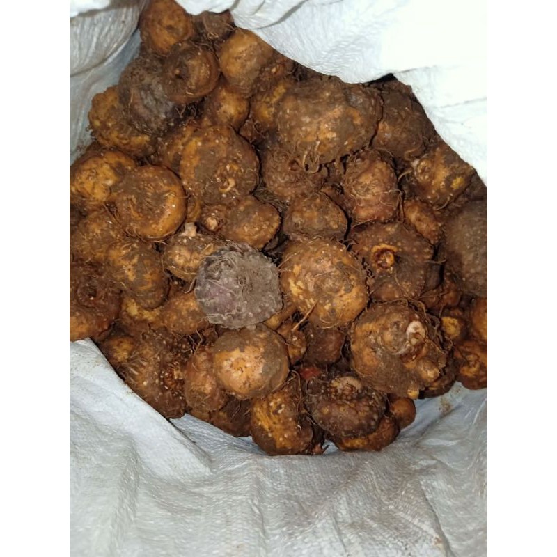 umbi benih bibit porang siap tanaman