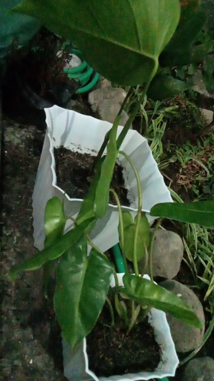 Promo Beli 5 Garatis 1 Tanaman Hias Philodendron Burle Marx/philo Brekele