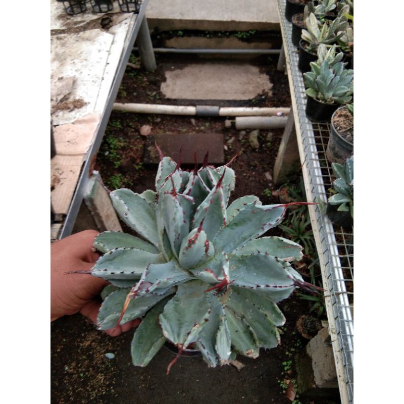 Tanaman Agave Kubik