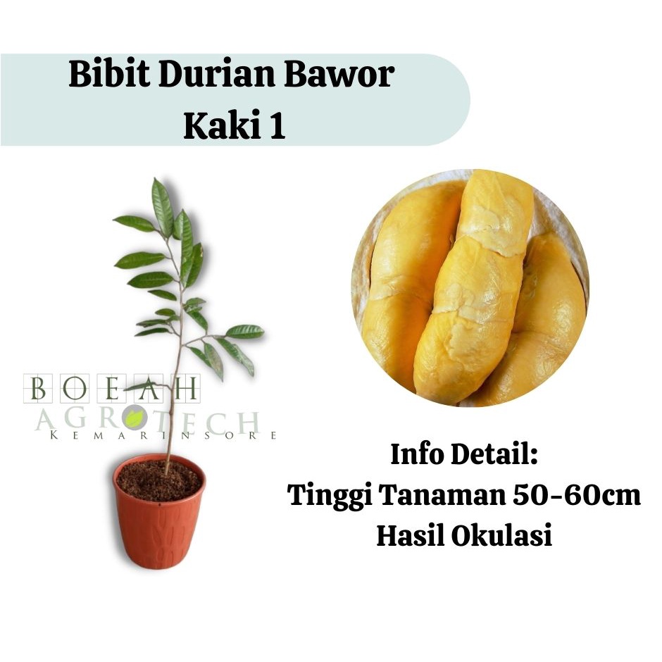 Bibit Durian Bawor Kaki 1 (Jaminan Original)