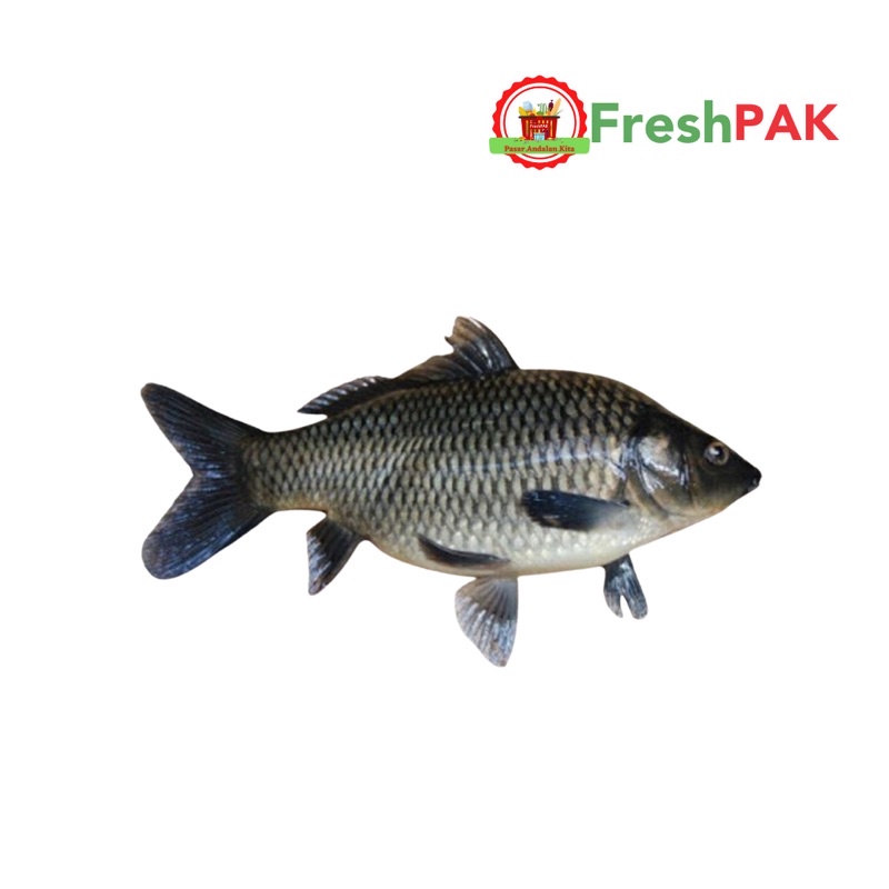 

FreshPAK - Ikan Mas Segar 500gr / Ikan Segar