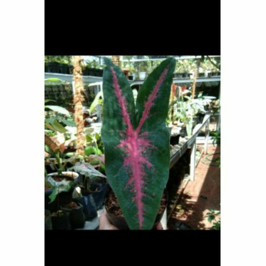 Bibit Tanaman Hias Keladi Pink Rabbit - Caladium Pink Rabbit - Tanaman Keladi Pink Rabit